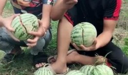 农村吃网红瓜视频,趣味视频背后的乡村生活